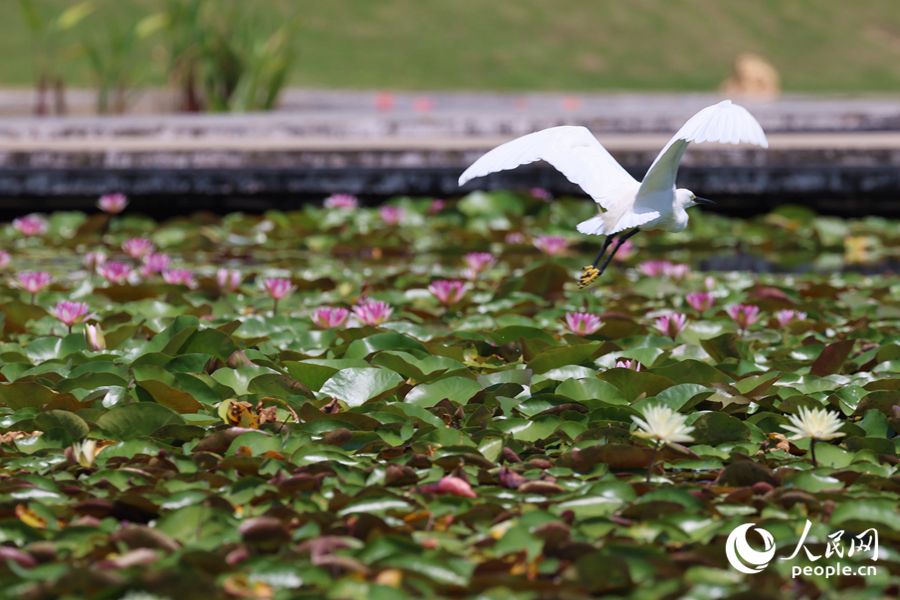 彩蓮滿塘鷺鳥飛。人民網(wǎng)記者 陳博攝