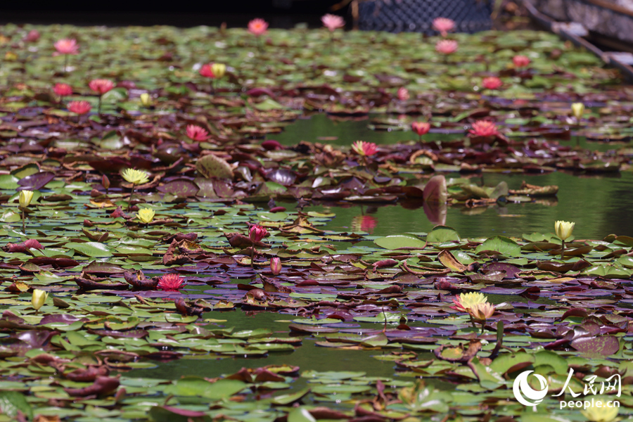 藏在繁花深處的3朵雙色睡蓮。人民網(wǎng)記者 陳博攝