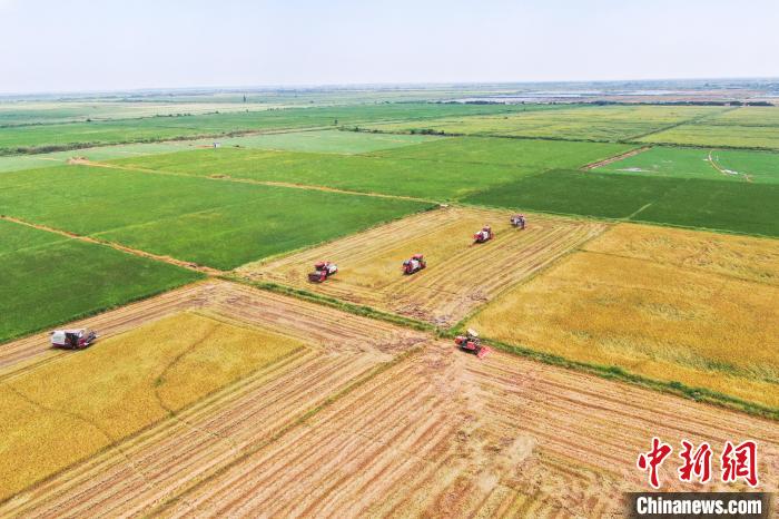 圖為在南昌縣大田農(nóng)社，收割機(jī)正在收割早稻?！⒘?攝