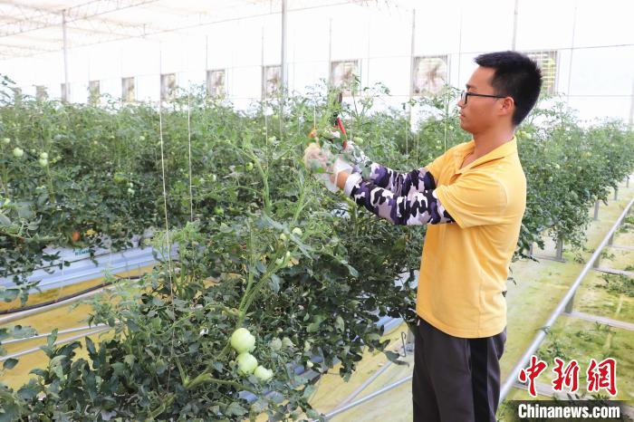 圖為在紅谷灘區(qū)元宇宙·VR數(shù)字農(nóng)業(yè)示范基地七彩番茄培育車(chē)間內(nèi)，農(nóng)業(yè)技術(shù)員正在對(duì)番茄植株進(jìn)行修剪。　熊錦陽(yáng) 攝