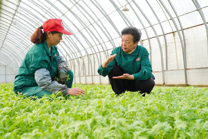 2023年2月20日，在山東省曹縣五里墩村，王銀香（右）在生態(tài)農(nóng)場里與村民交流。新華社記者 徐速繪 攝