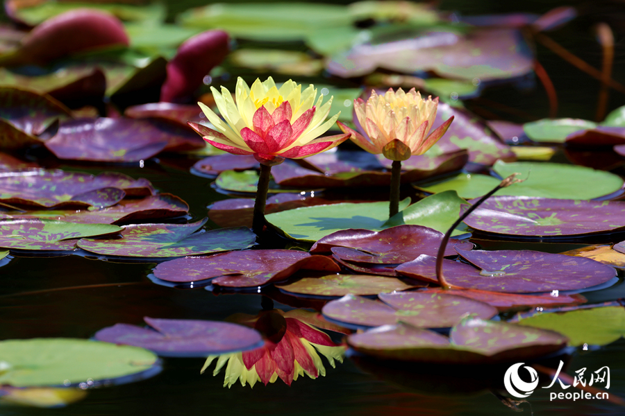 雙色睡蓮與翠綠的蓮葉、清澈的池水相映成畫。人民網(wǎng)記者 陳博攝