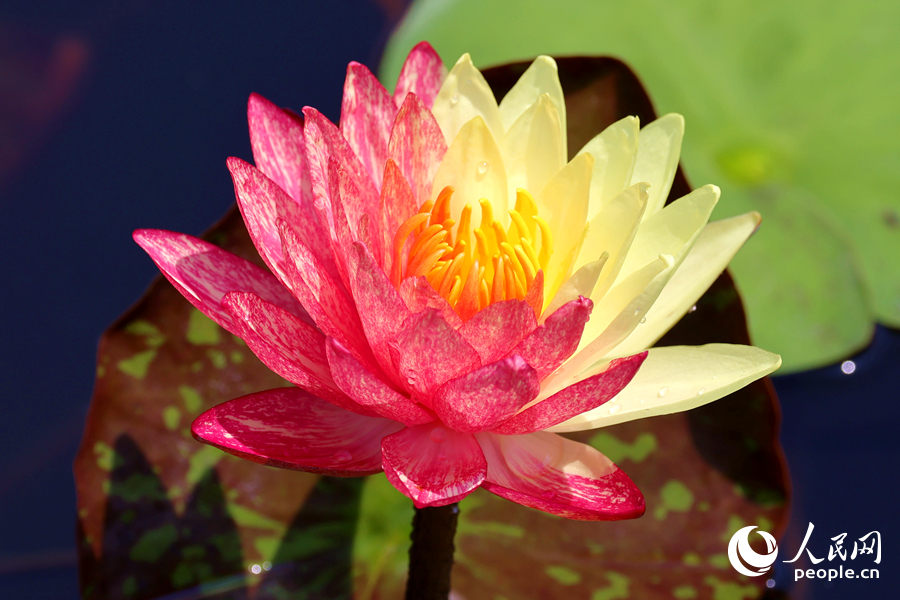 廈門海灣公園中，雙色睡蓮嬌艷欲滴。人民網(wǎng)記者 陳博攝