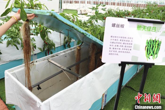 圖為在南昌市紅谷灘區(qū)元宇宙·VR數(shù)字農(nóng)業(yè)示范基地氣霧培養(yǎng)車(chē)間里，螺絲椒長(zhǎng)勢(shì)良好?！⌒苠\陽(yáng) 攝