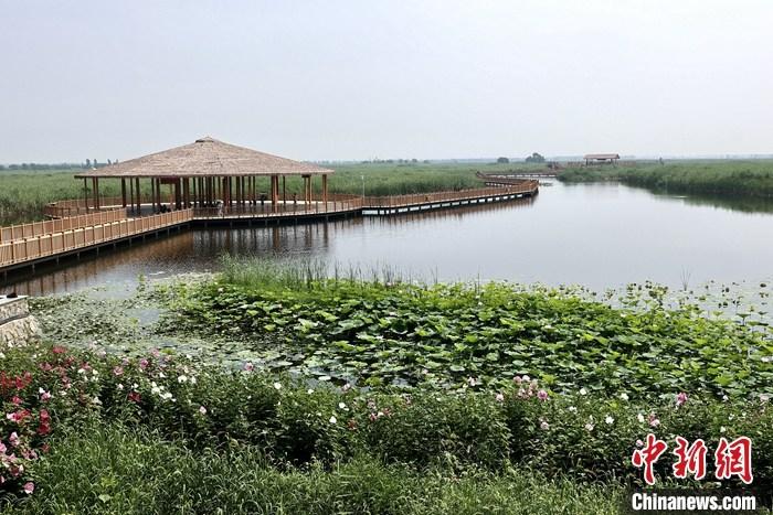 從完成頂層設(shè)計(jì)到如火如荼大規(guī)模建設(shè)，六年來(lái)，雄安新區(qū)如春天的竹子一般拔節(jié)生長(zhǎng)，這座承載千年大計(jì)的“未來(lái)之城”已雄姿初顯。從“一張白紙”開(kāi)始著墨，如今的雄安新區(qū)已是濃墨重彩的“山水畫(huà)”。<a target='_blank' href='/'>中新社</a>記者近日走訪了雄安新區(qū)多地，從“藍(lán)綠金”三色感受這座“未來(lái)之城”的巨大變化。圖為7月20日，河北白洋淀上荷花滿(mǎn)淀、蘆花搖曳。 <a target='_blank' href='/'>中新社</a>記者 易海菲 攝