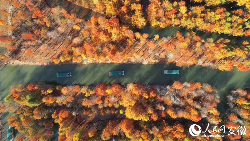 寧國落羽紅杉林。人民網(wǎng) 郭昊攝